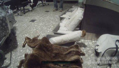 女子抱猫入境为何神色慌张？袋内竟藏了46张水獭皮