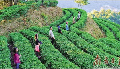 借“绿”生“金” 农文旅绘新景