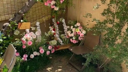 女子打卡网红咖啡店坐断古树被索赔6千元，店家称钱已转交房东，律师：店家负主要责任