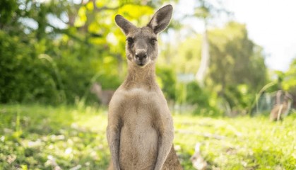 美国一男子在动物园袋鼠区身亡，身上有多处钝器伤，疑似是袋鼠干的