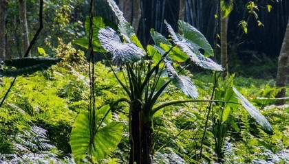 这4种常见植物有毒!别吃!家里有娃的,尤其要注意→