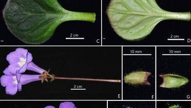 广西桂林发现极危新物种全州报春苣苔