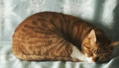免费领养猫的真相或是贷款买猫