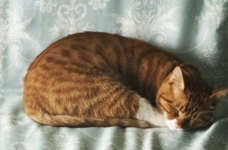 免费领养猫的真相或是贷款买猫