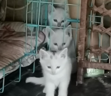 免费领养猫的真相或是贷款买猫