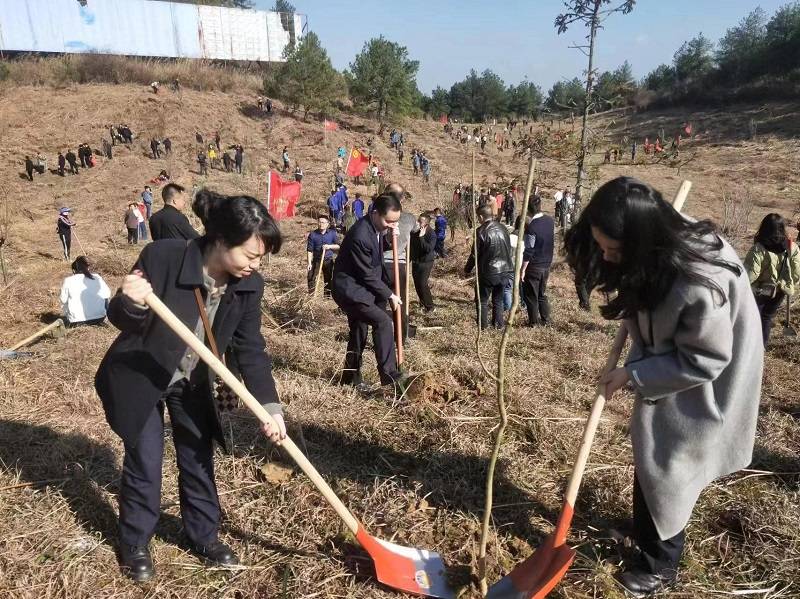 邮储银行独山县支行开展义务植树活动