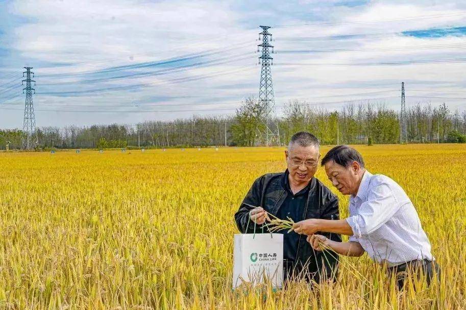 探索创新！三大主粮两类农业保险全面铺开→