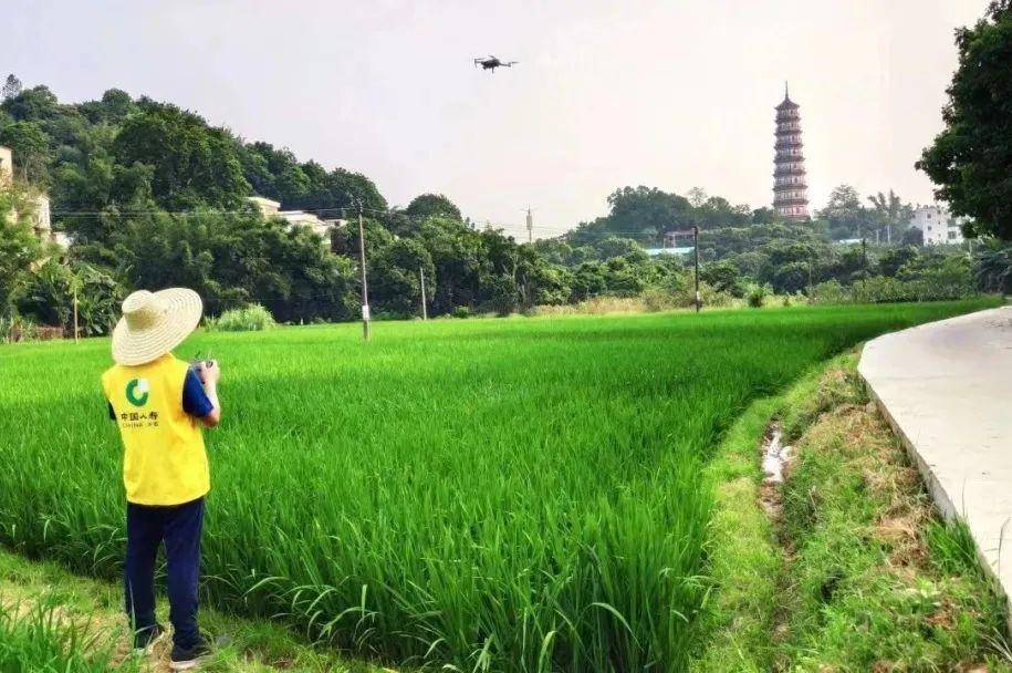 探索创新！三大主粮两类农业保险全面铺开→
