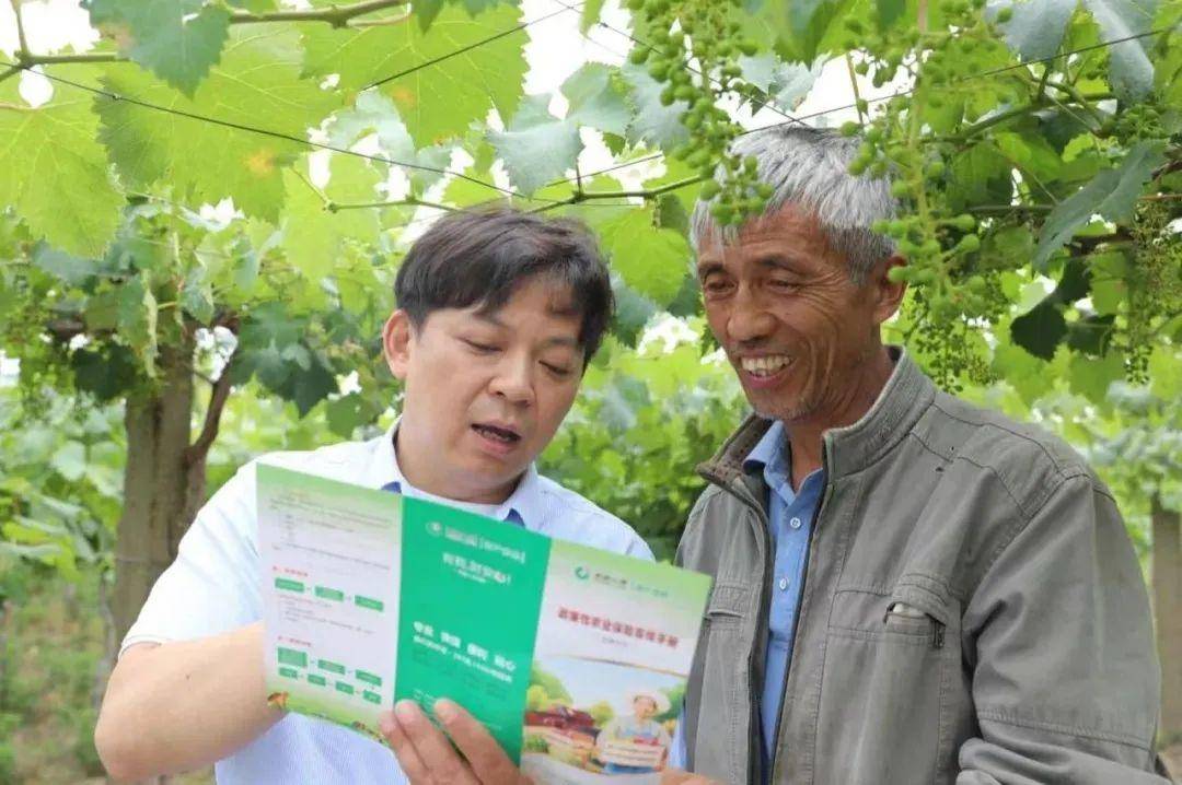 探索创新！三大主粮两类农业保险全面铺开→
