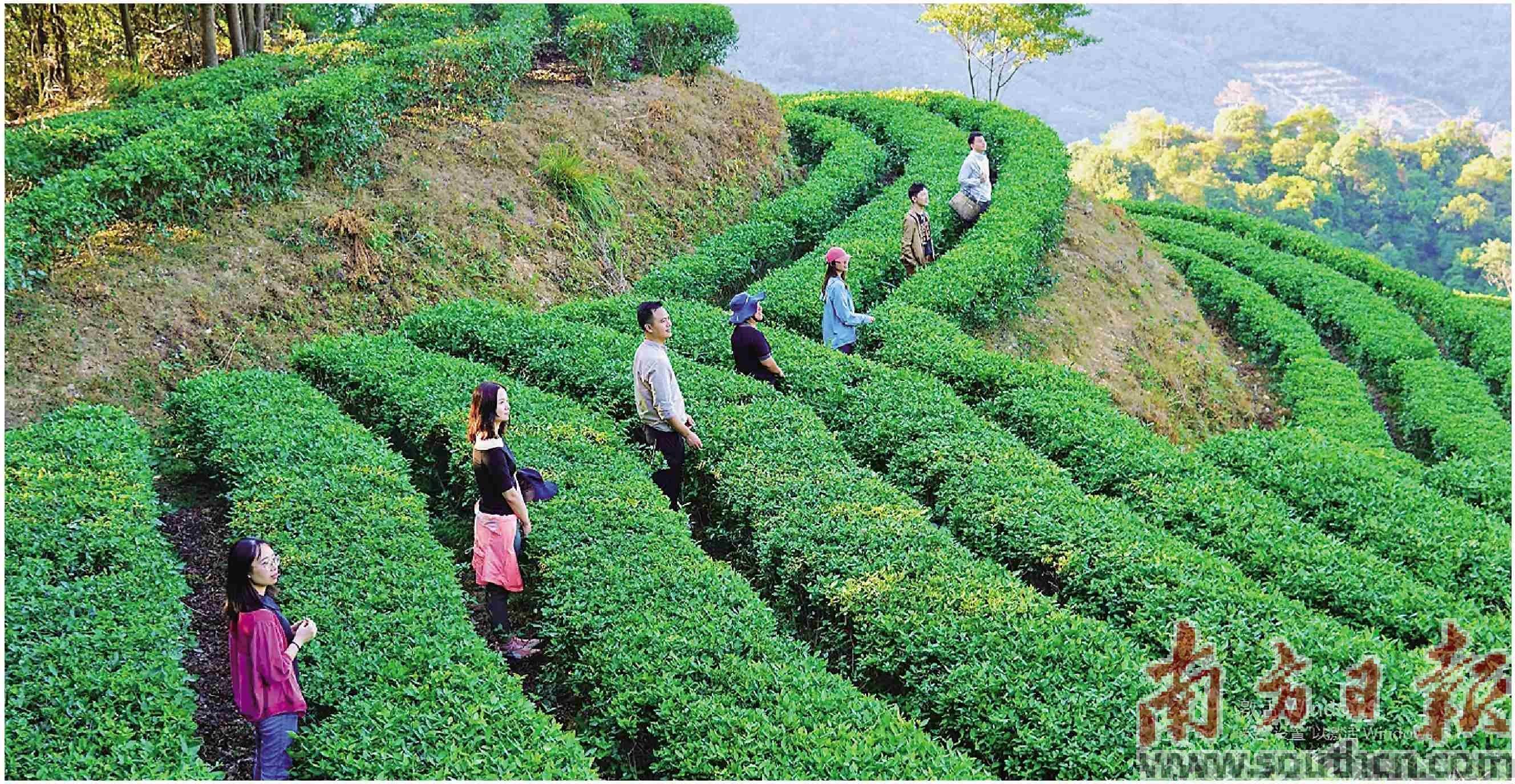 借“绿”生“金” 农文旅绘新景