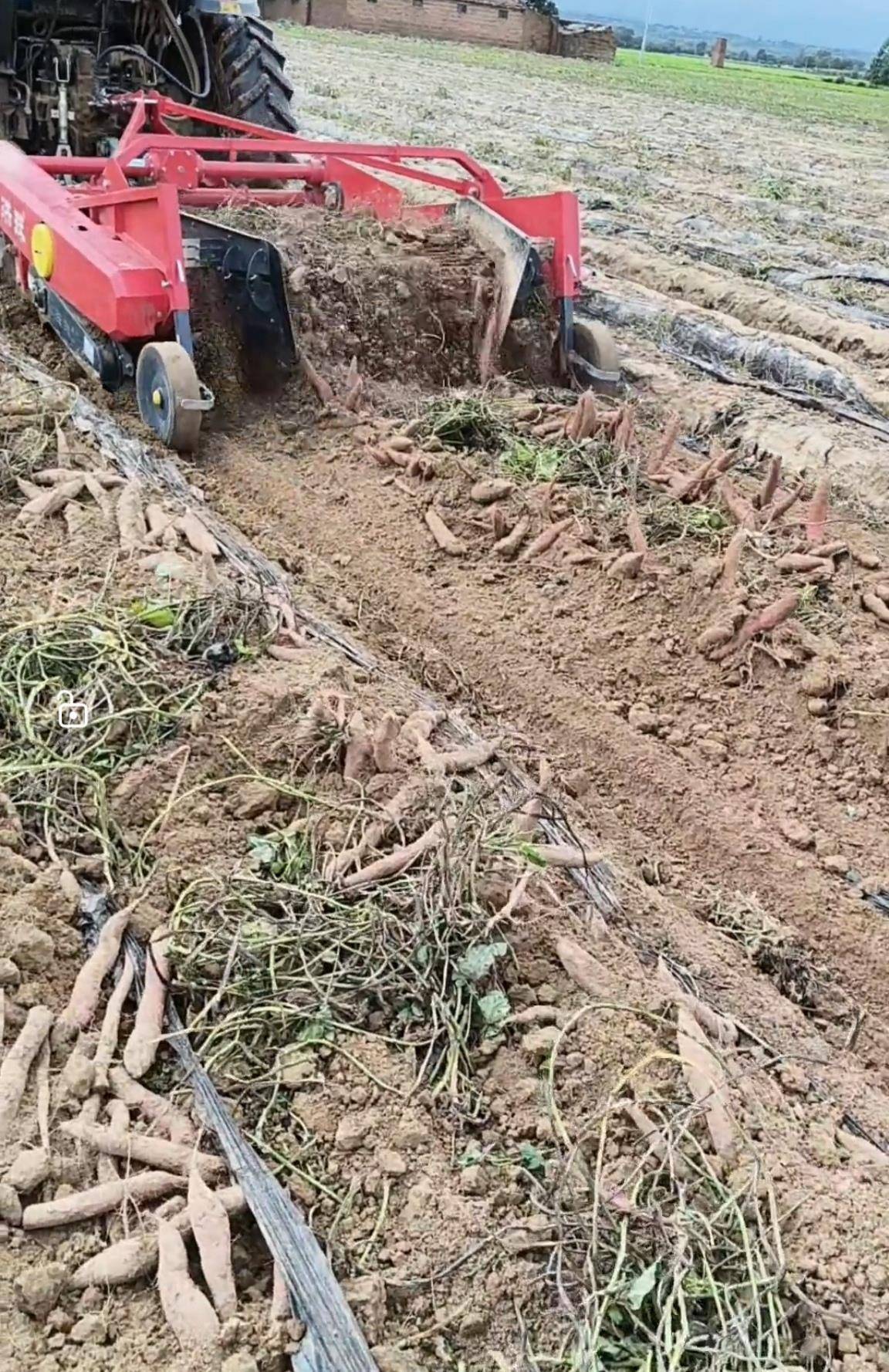 数百人冲进地里捡红薯,田主称是秋收剩下的,网友:免费翻地,利人利己